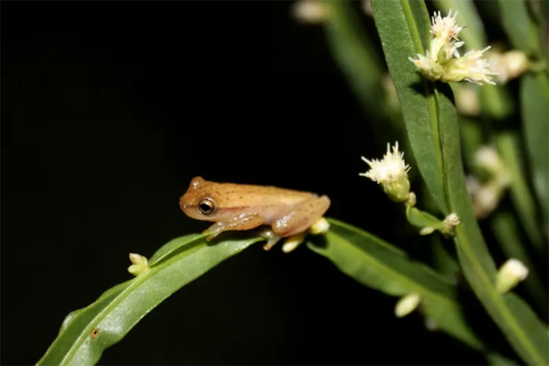 anfibios